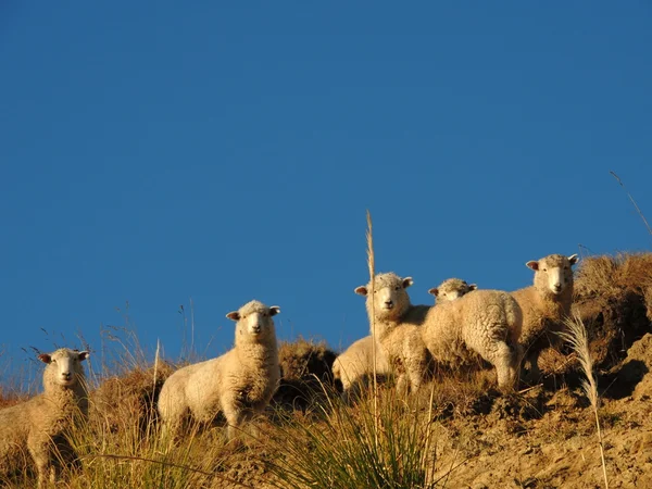 Ovinos — Fotografia de Stock