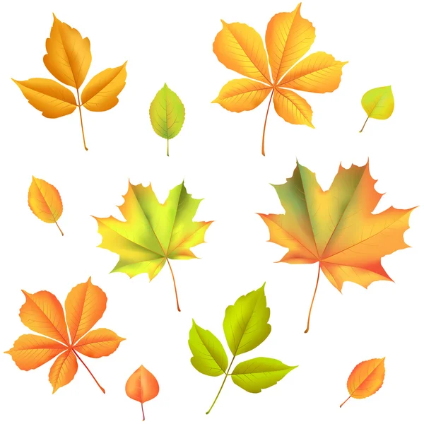 Podzimní listí izolované na bílém pozadí. Royalty Free Stock Ilustrace