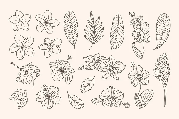 Tropical Flowers Collection Orchids, Hibiscus, Plumeria and Palm Leaves in a Trendy Minimalist Liner Style. Vector — Stok Vektör