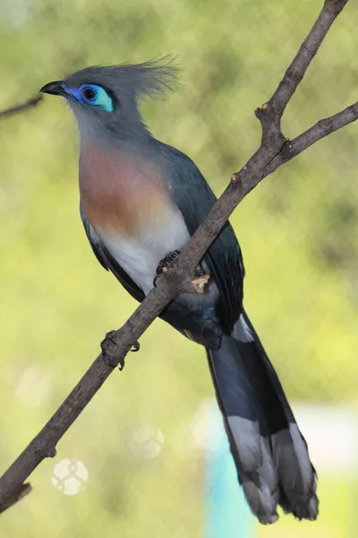 Crested Coua Resting Branch Profile View Face — Stock Photo, Image