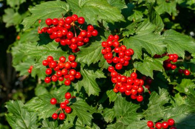 Bir buket olgun kırmızı böğürtlenli Viburnum dalı. Yakın plan.