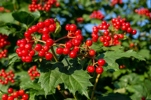 Branch Viburnum Bouquet Ripe Red Berries Close — Stock Photo, Image