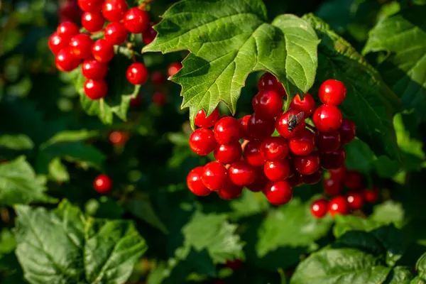 Una Rama Viburnum Con Ramo Bayas Rojas Maduras Una Mosca — Foto de Stock