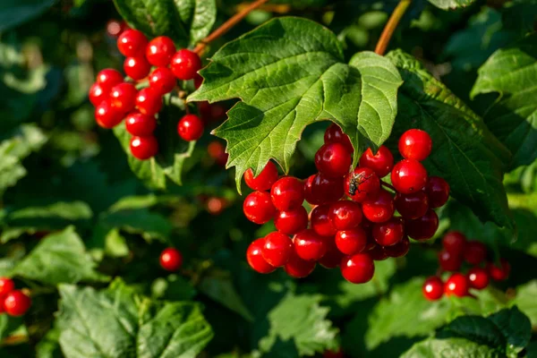 Branch Viburnum Bouquet Ripe Red Berries Fly Berry Close Sunny — Stock Photo, Image