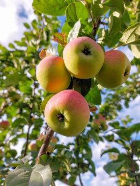 Yeşil yapraklı bir dalda kırmızı olgun elmalar. Güneşli bir günde yakın çekim. Sibirya