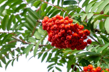 Bir buket olgun kırmızı böğürtlenli Rowan dalı. Yakın plan.