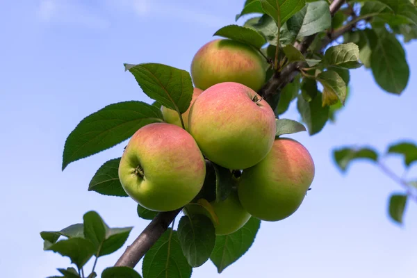 Rote Reife Äpfel Einem Zweig Vor Dem Hintergrund Eines Blauen — Stockfoto