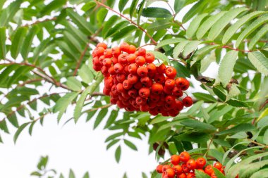 Olgun kırmızı rowan meyveleri bir dalda. Güneşli bir sonbahar gününde yaprakların arka planına yakın çekim.