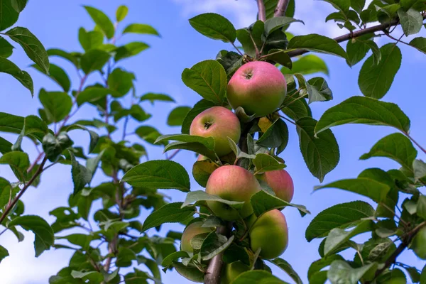 Rote Reife Äpfel Einem Zweig Vor Dem Hintergrund Eines Blauen — Stockfoto