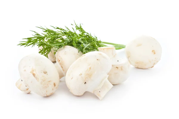 허브와 함께 흰색 신선한 샴 피 뇽 버섯 — 스톡 사진