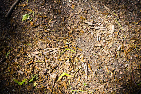 Forest texture floor and pile of brown autumn bark for background