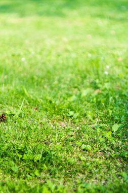 Yeşil bahar çimen ülke arka plan