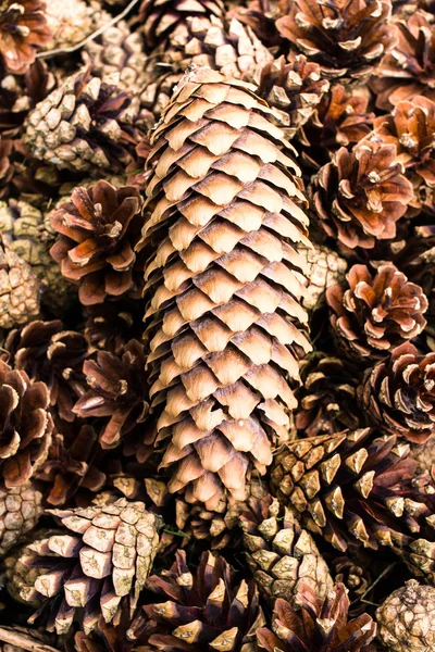 Grupo de cones de pinho marrom para fundos ou texturas. Fechar — Fotografia de Stock