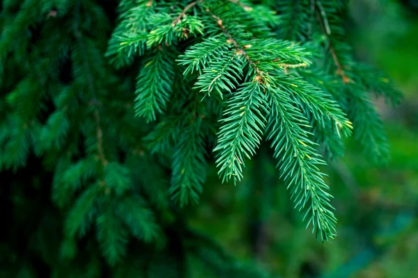 Closeup of blue fir tree or pine branches. — Stock Photo, Image