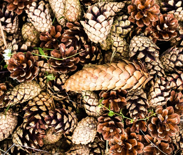 Coleção de cones de pinho marrom para fundos ou texturas . — Fotografia de Stock