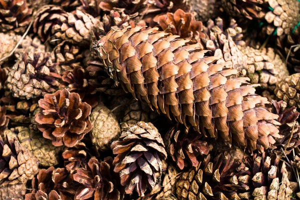Colección de conos de pino marrón para fondos o texturas . —  Fotos de Stock