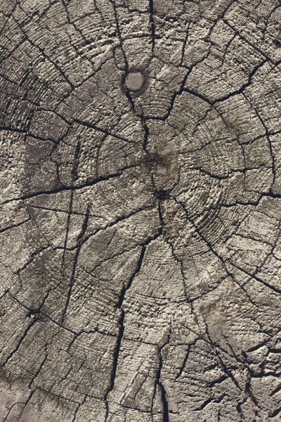 Gammal trä antika tvärsnitt bakgrund eller konsistens — Stockfoto