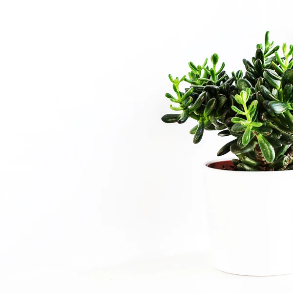 Zimmerpflanze Crassula oder Geldbaum im weißen Topf — Stockfoto