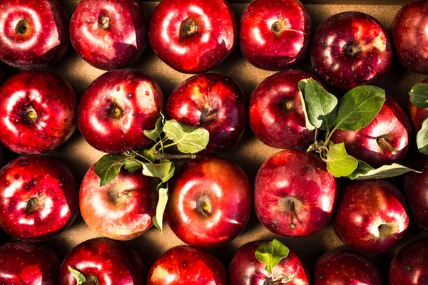 Red Ripe and Shiny Apples — Stock Photo, Image