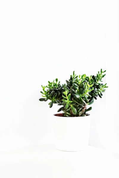 Zimmerpflanze Crassula oder Geldbaum — Stockfoto