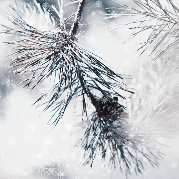 Donmuş kış köknar ağacı veya çam dalı bokeh ile — Stok fotoğraf