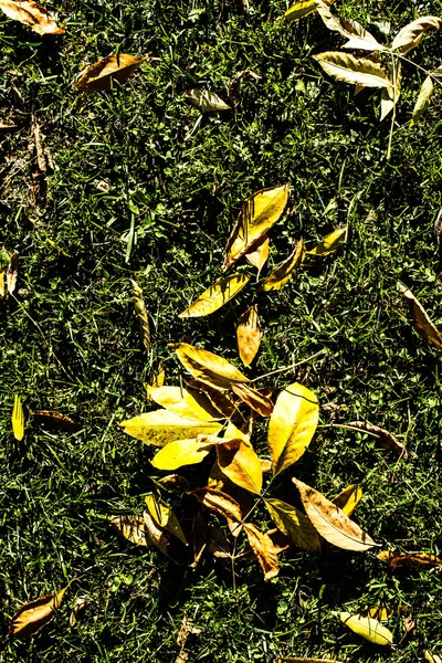 Folhas de outono cair fundo — Fotografia de Stock