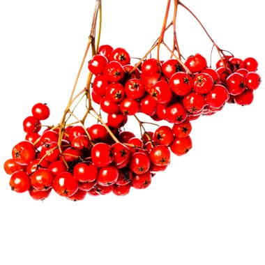 Winter berry Dalı
