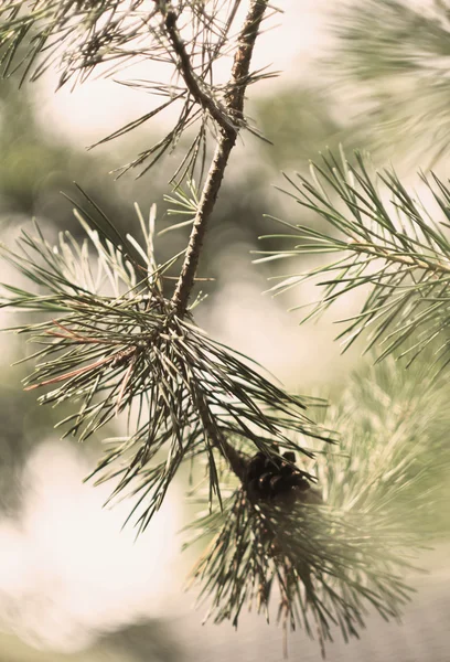 緑のモミの木 — ストック写真
