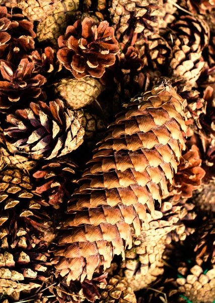 Collection of brown pine cones for backgrounds or textures — Stock Photo, Image