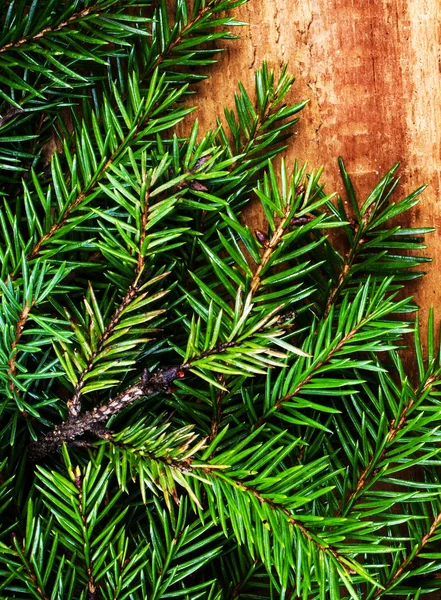 Kerstmis — Stockfoto