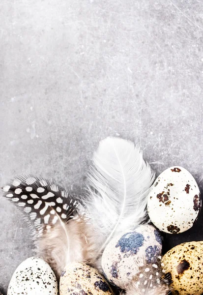 Quail eggs with feathers — Stock Photo, Image