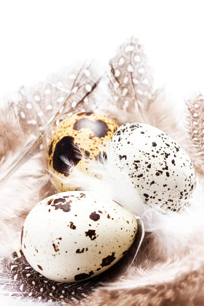 Raw quail eggs with feathers — Stock Photo, Image