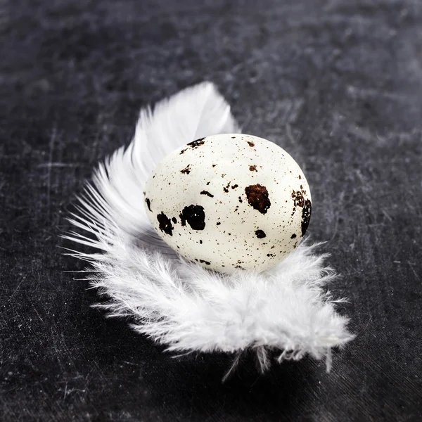 Перепелиное яйцо с белым пером — стоковое фото