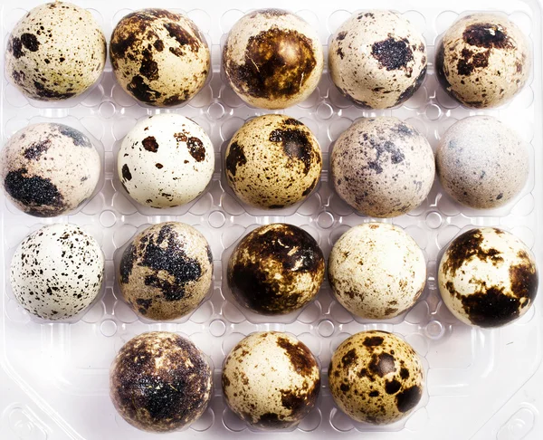 Muchos huevos pequeños de codorniz en una caja de plástico —  Fotos de Stock