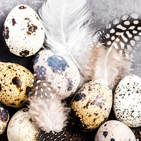 Huevos de codorniz con plumas —  Fotos de Stock