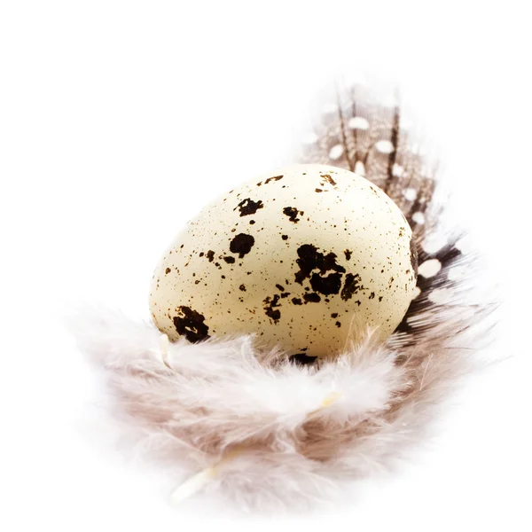 Uovo di quaglia singolo con una piuma isolata su sfondo bianco — Foto Stock