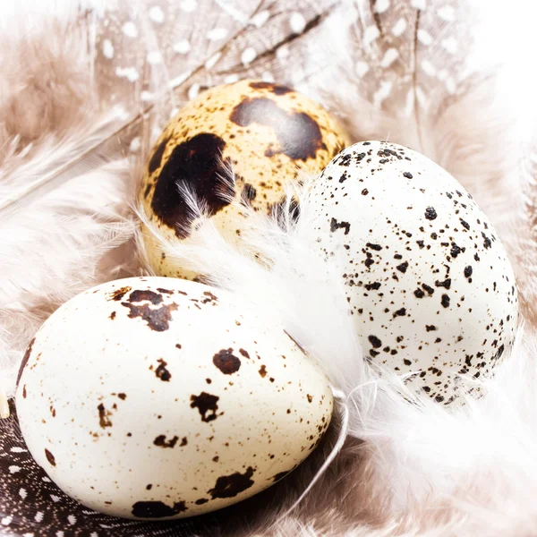 Group of Raw Quail Eggs with feathers macro — Stock Photo, Image