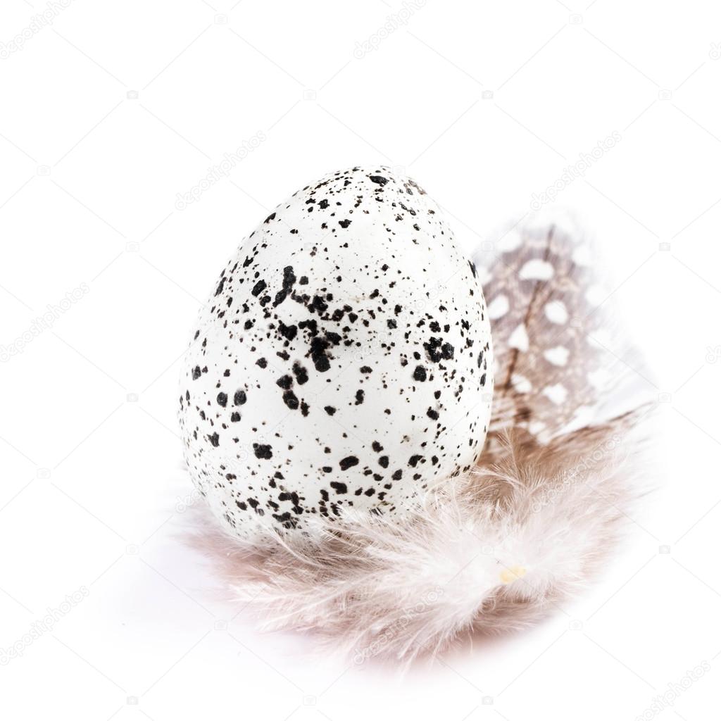 Single Quail egg with a white feather