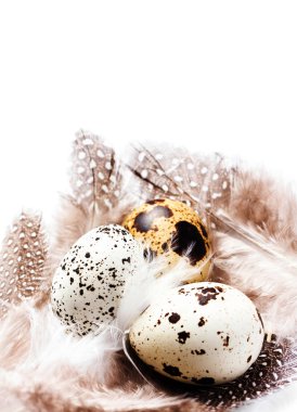 eşarplı çiğ bıldırcın yumurtası