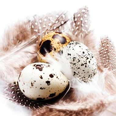 Grup çiğ bıldırcın yumurtası