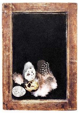 bıldırcın yumurtası ve beyaz tüyler