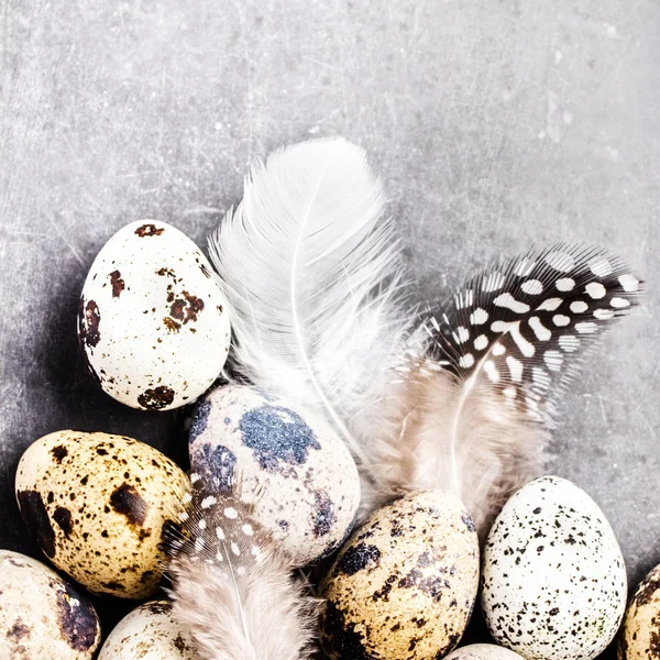 Huevos de codorniz con plumas —  Fotos de Stock
