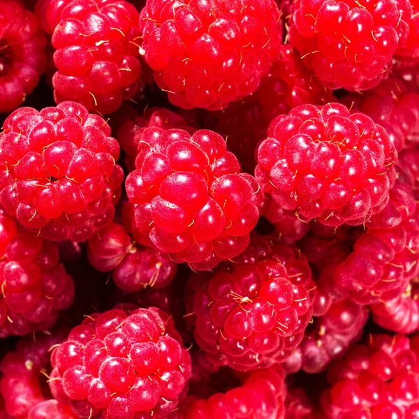 Fresh sweet raspberries — Stock Photo, Image