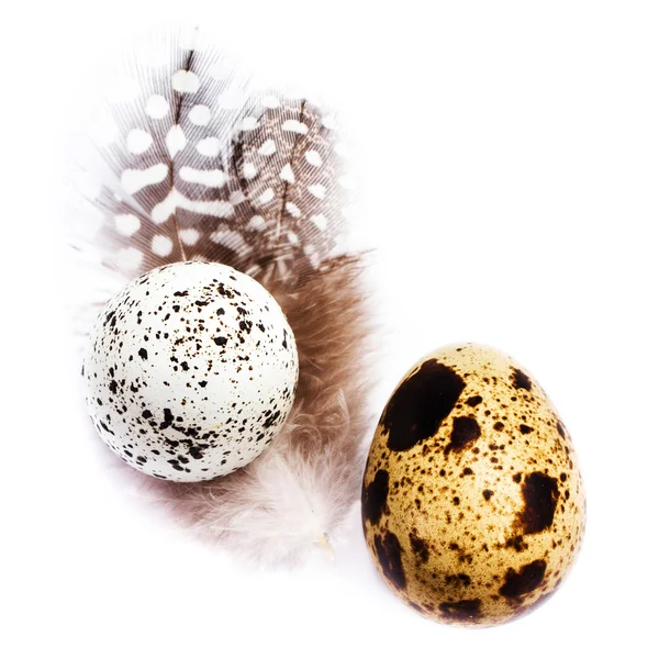 Two Quail Eggs with feathers — Stock Photo, Image