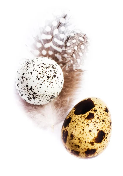 Two Quail Eggs with feathers — Stock Photo, Image