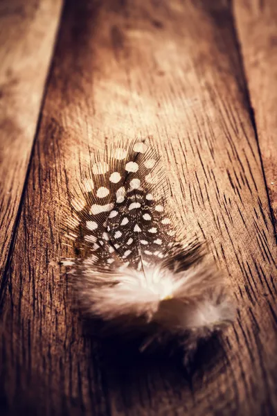 Quail's Feathers — Stok fotoğraf