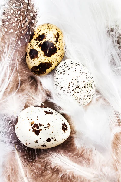 Quail Eggs — Stock Photo, Image