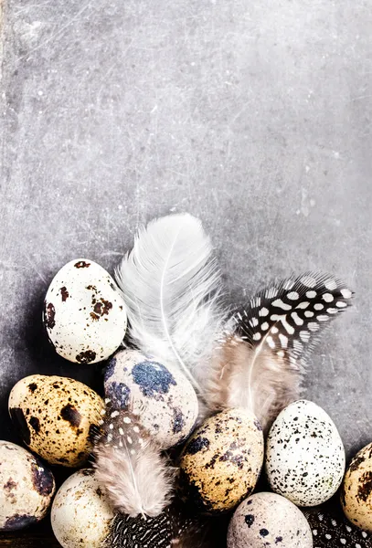Bıldırcın yumurtası — Stok fotoğraf