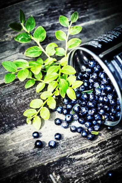 Färska blåbär med gröna blad — Stockfoto