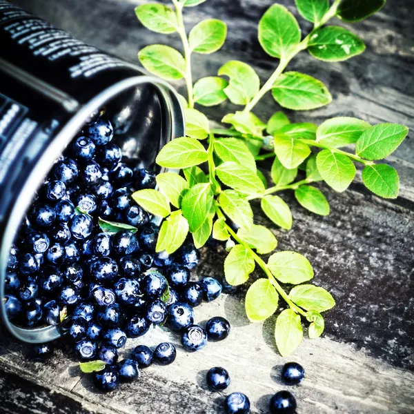 Frische Blaubeeren mit grünen Blättern in einem Metalleimer — Stockfoto